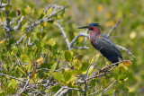 Green Heron (Butorides virescens virescens)