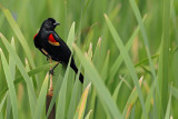 Red-winged Blackbird (Agelaius phoeniceus)