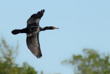 Double-crested Cormorant (Phalacrocorax auritus) 