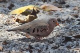 Common Ground Dove (Columbina passerina passerina)