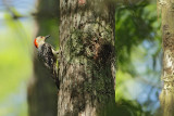 Red-bellied Woodpecker (Melanerpes carolinus carolinus )