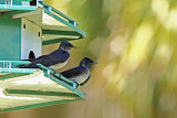 Purple Martin (Progne subis)