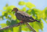 Mourning Dove (Zenaida macroura) 