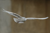 Iceland Gull (Larus glaucoides)