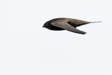 Common Swift (Apus apus) 