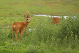 European roe deer (Capreolus capreolus)