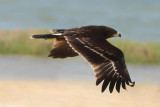 Greater Spotted Eagle (Aquila clanga) Juvenile