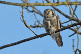 Northern Hawk-owl (Surnia ulula)