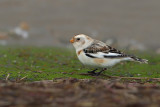 Snow Bunting (Plectrophenax nivalis) 