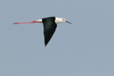 Black-winged Stilt (Himantopus himantopus)