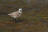 Kentish Plover (Charadrius alexandrinus)