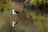 Black-winged Stilt (Himantopus himantopus)
