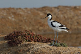 Pied Avocet (Recurvirostra avosetta) 