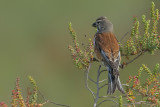 Linnet (Carduelis cannabina)