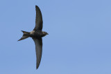 Common Swift (Apus apus) 