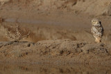 Little Owl (Athene noctua)