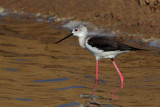 Black-winged Stilt (Himantopus himantopus)
