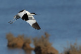 Pied Avocet (Recurvirostra avosetta) 