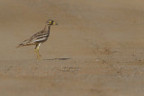 Eurasian Stone-Curlew (Burhinus oedicnemus)