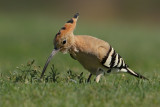 Hoopoe - (Upupa epops)