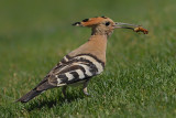 Hoopoe - (Upupa epops)