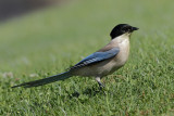 Iberian Magpie (Cyanopica cooki)