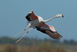 Flamingo (Phoenicopterus roseus)