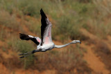 Flamingo  (Phoenicopterus roseus)