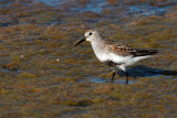 Dunlin (Calidris alpina) 