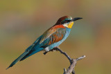 European Bee-eater (Merops apiaster)