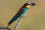 European Bee-eater (Merops apiaster)