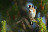 European Goldfinch (Carduelis carduelis)
