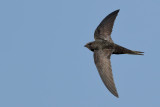 Common Swift (Apus apus)
