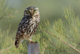 Little Owl (Athene noctua)