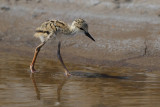 Black-winged Stilt (Himantopus himantopus)