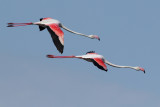 Flamingo (Phoenicopterus roseus)