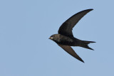 Common Swift (Apus apus)
