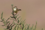 Zitting Cisticola - (Cisticola juncidis)