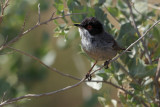 Sardinian Warbler (Sylvia melanocephala)