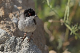 Sardinian Warbler (Sylvia melanocephala)