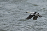 Smew (Mergellus albellus)