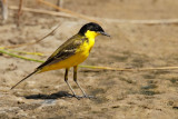 Black-headed Wagtail (Motacilla flava ssp feldegg)