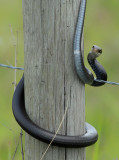 Southern Black Racer (Coluber constrictor priapus) 