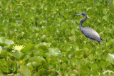 Tricolored Heron (Egretta tricolor)