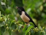 Rose-coloured Starling (Sturnus roseus)