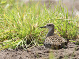 Ruff (Philomachus pugnax)