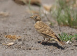 Greater short-toed lark (Calandrella brachydactyla brachydactyla)