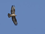 European honey buzzard (Pernis apivorus)