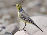 Citrine Wagtail (Motacilla citreola)