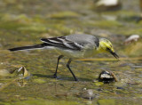 Citrine Wagtail (Motacilla citreola)